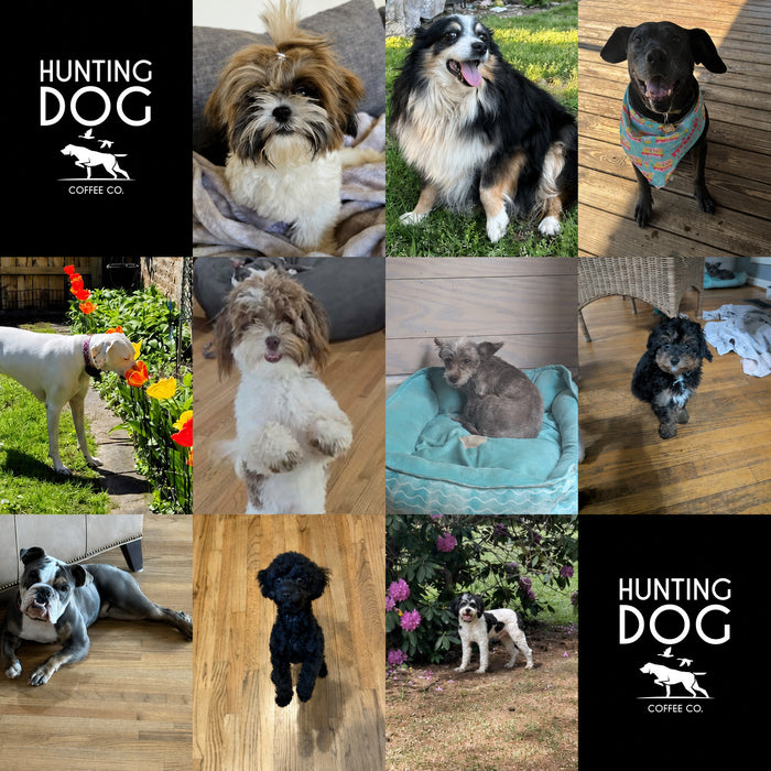Meet Our Dogs of the Month — May