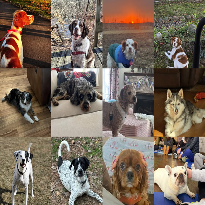 Meet Our Dogs of the Month — March