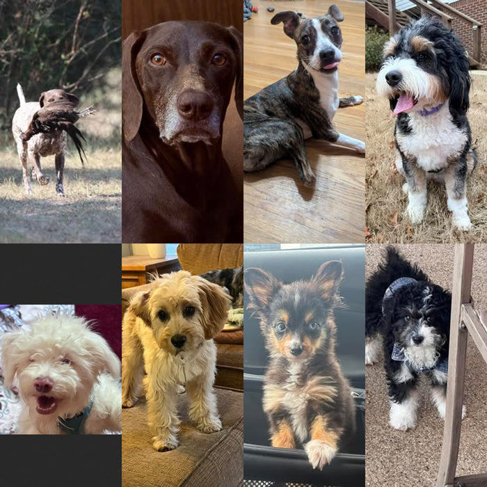 Meet Our Dogs of the Month — January/February