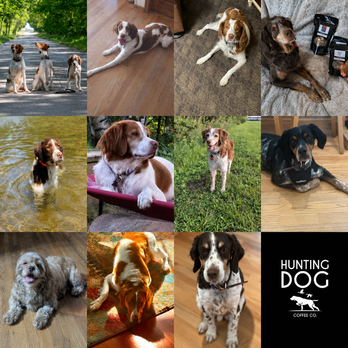 Dogs of the Month