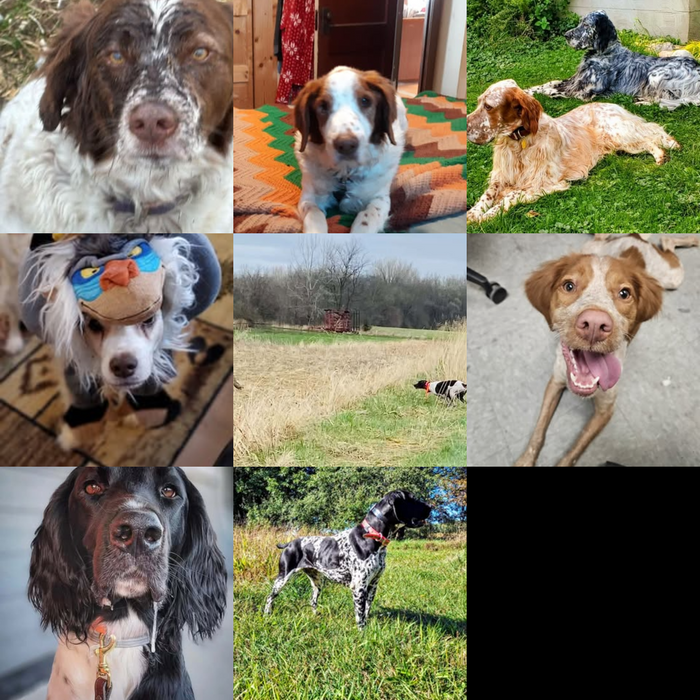 Meet Our Dogs of the Month — October 2026