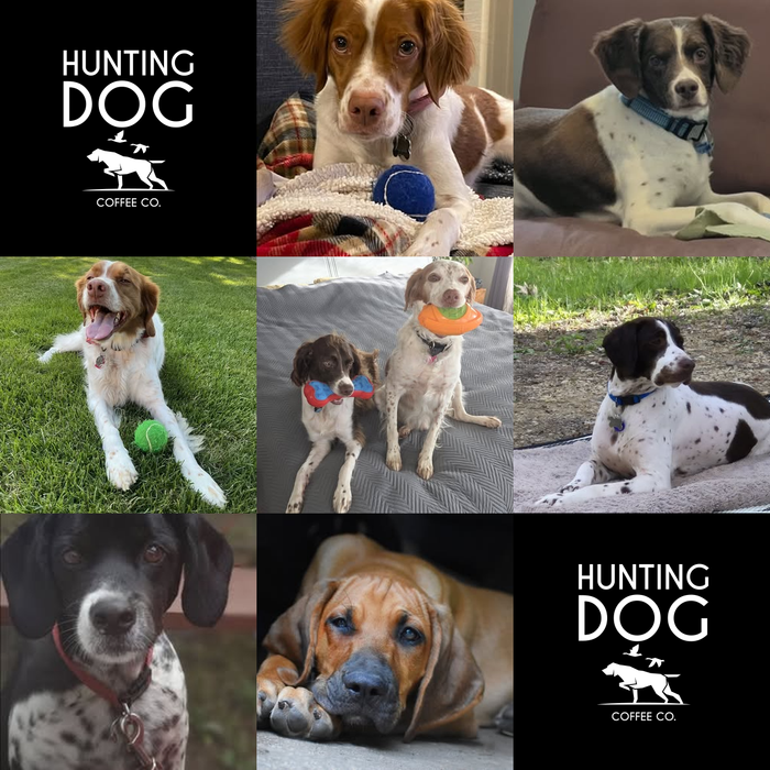 Meet Our Dogs of the Month — September 2026