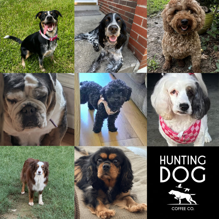 Meet Our Dogs of the Month — June