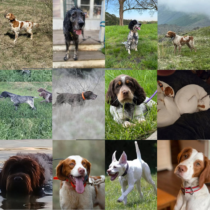 Meet Our Dogs of the Month — July