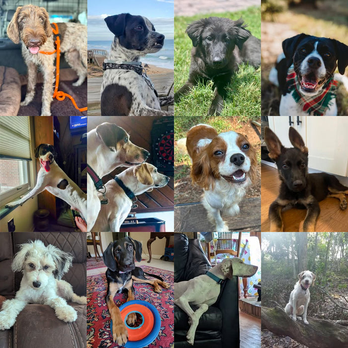 Meet Our Dogs of the Month — November