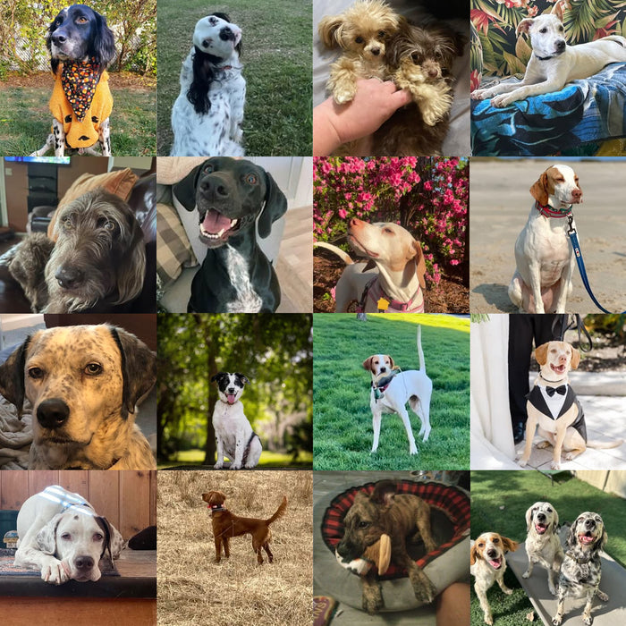Meet Our Dogs of the Month — October