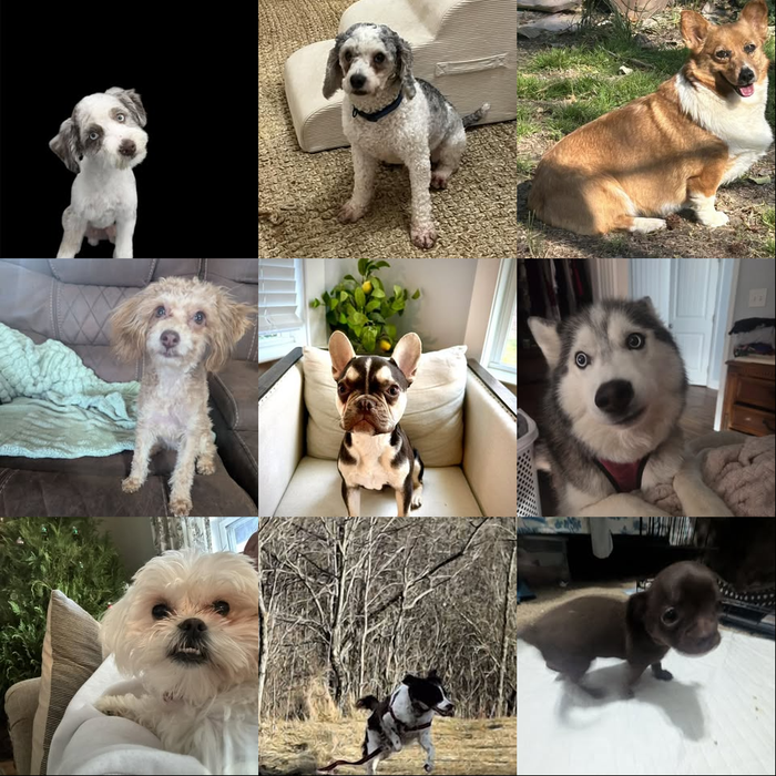 Meet Our Dogs of the Month — April