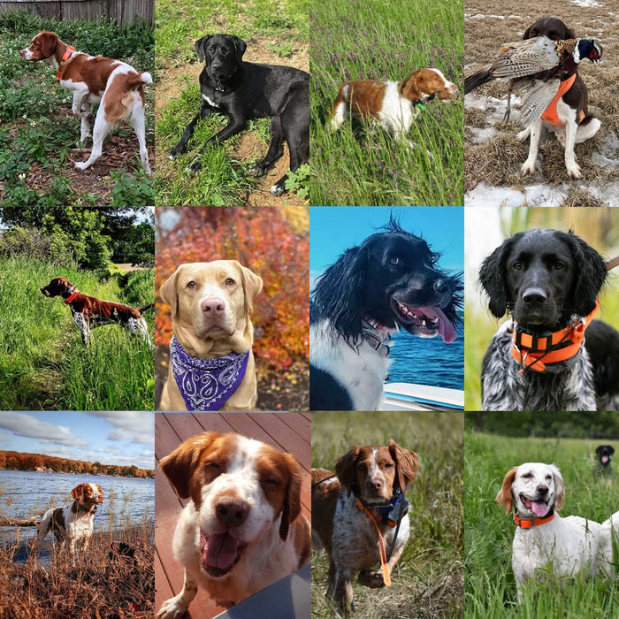 Meet Our Dogs of the Month — August